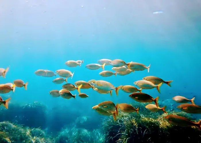 Azurea Esterel Vue Piscine Chauffee Сен-Рафаэль
